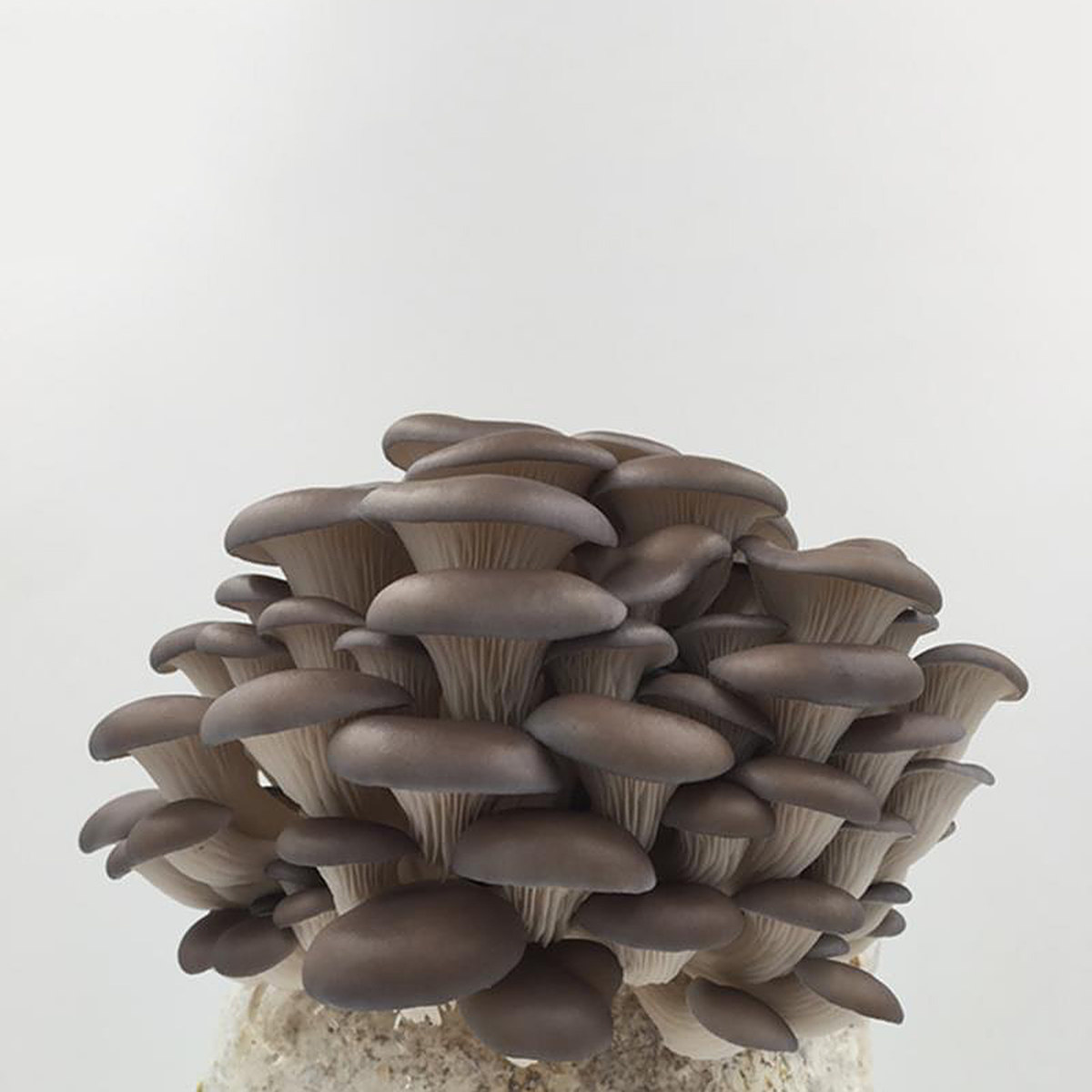 Mushroom Spawn Bag - 10Pcs Mushroom Spawn Growing Bags for