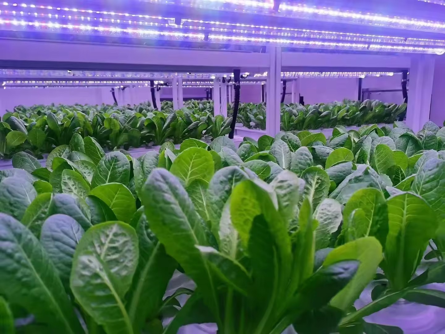 f Greenhouse Agricultural Equi - огляд і ціна Agriculture Farming Vegetables