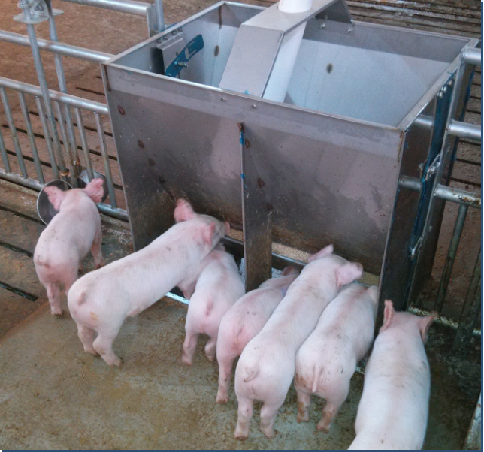 Stainless Steel Double Side Fe - огляд і ціна Agriculture Farming Livestock