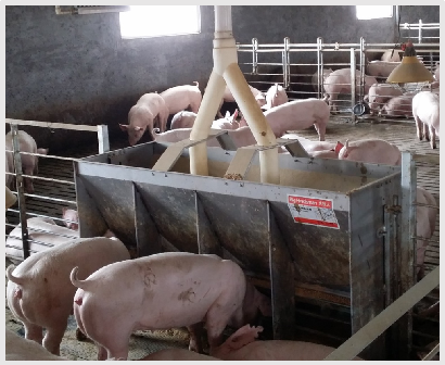 Stainless Steel Double Side Fe - огляд і ціна Agriculture Farming Livestock