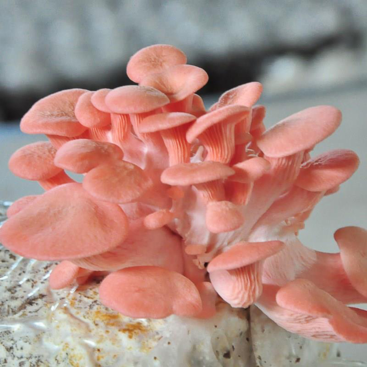 10Pcs Mushroom Spawn Growing B - огляд і ціна Mushroom Spawn Bag